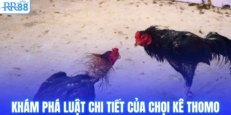 Khám phá luật chi tiết của chọi kê Thomo