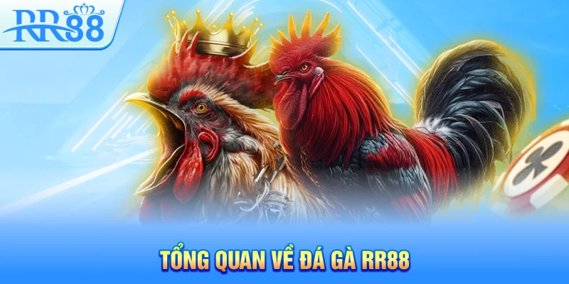 Đá Gà RR88 – Sân Chơi Cá Cược Sôi Động Hàng Đầu Việt Nam 2 Tổng quan về đá gà RR88